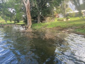 Image: Lakefront Clearing by Sons of David Land Services Florida