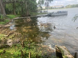 Image: Lakefront Clearing by Sons of David Land Services Florida