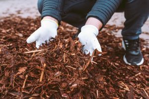 How Forestry Mulching Services Take Your Land From Overgrown to Usable trees