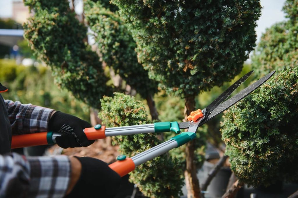 Tree Trimming Vs. Tree Pruning: What’s The Difference & Why It Matters ...